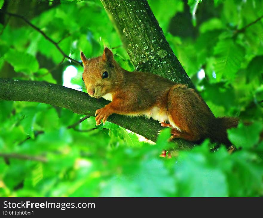 Squirrel, Fauna, Mammal, Wildlife