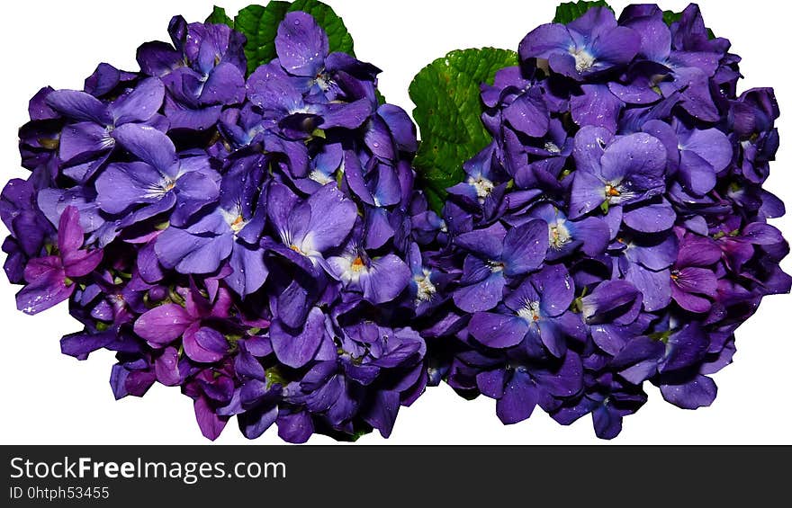 Blue, Violet, Flower, Purple