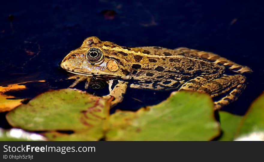 Toad, Ranidae, Amphibian, Frog