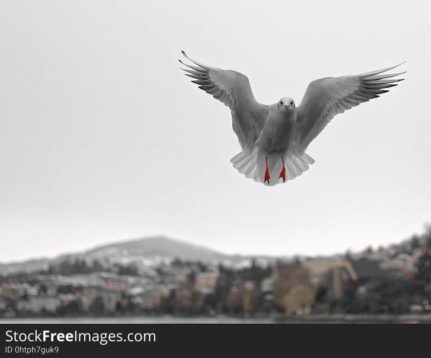 Bird, Fauna, Seabird, Beak