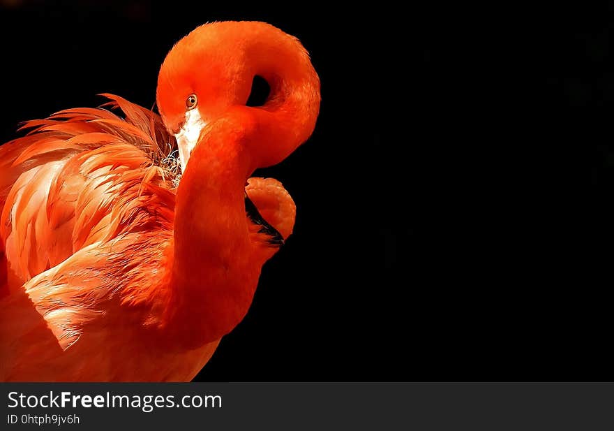 Flamingo, Bird, Water Bird, Beak