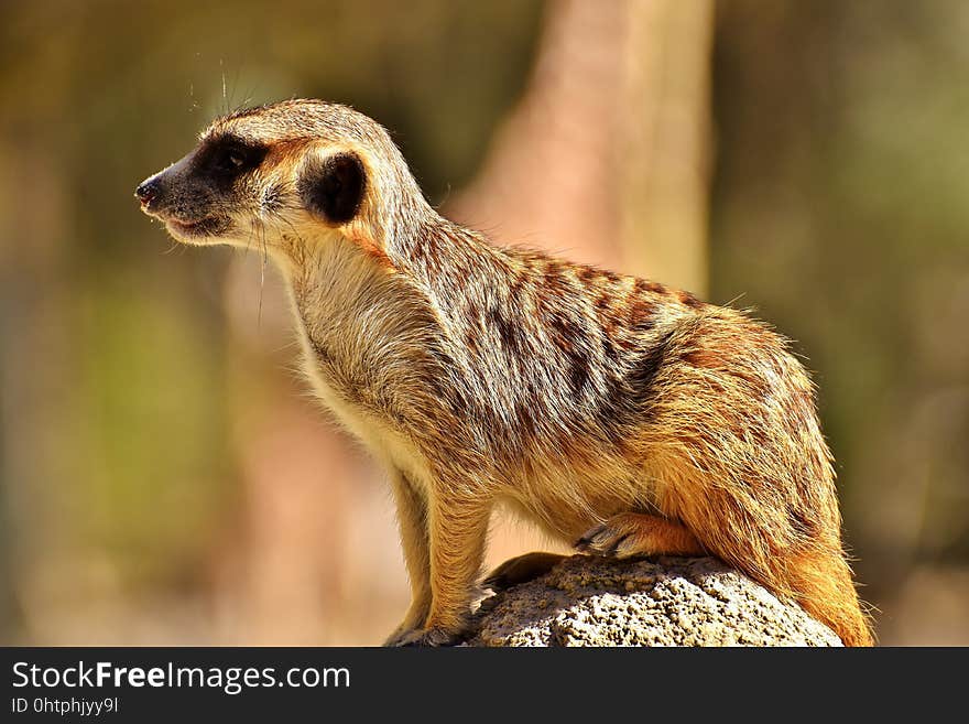 Meerkat, Mammal, Fauna, Terrestrial Animal