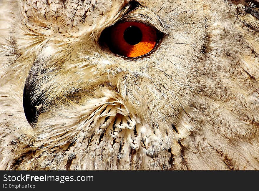 Owl, Beak, Fauna, Bird Of Prey