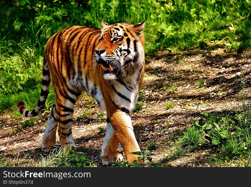 Tiger, Wildlife, Mammal, Terrestrial Animal