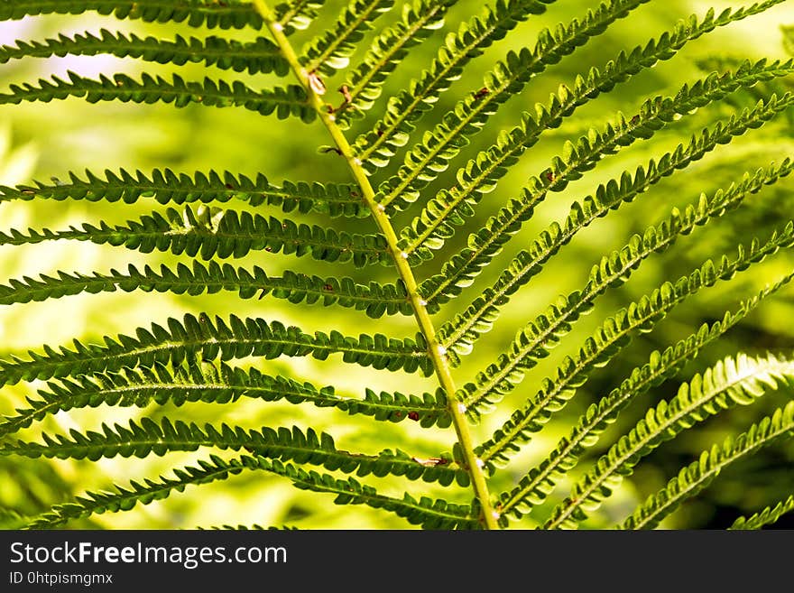 Vegetation, Ferns And Horsetails, Plant, Fern