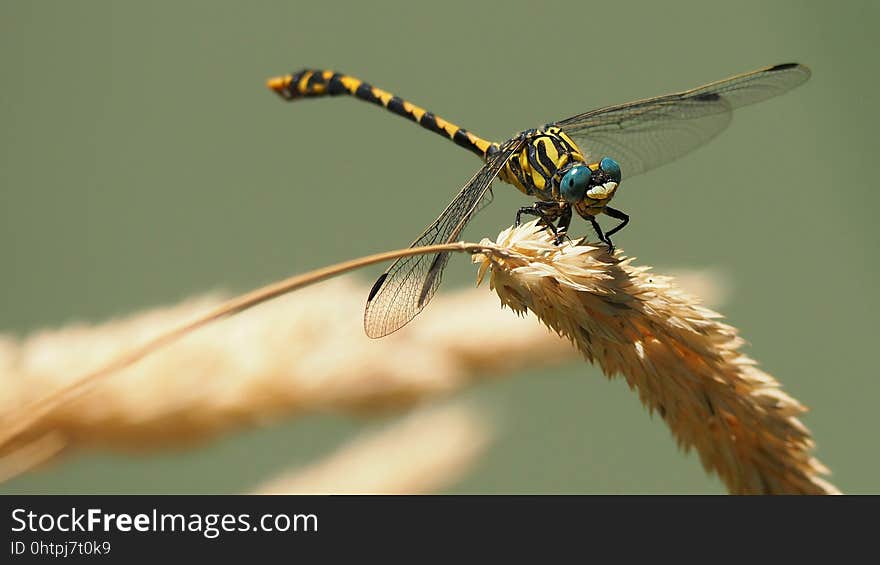 Insect, Dragonfly, Dragonflies And Damseflies, Invertebrate