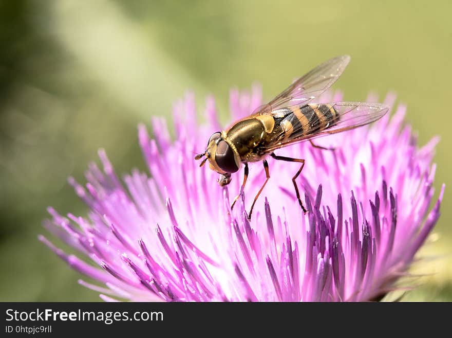 Honey Bee, Insect, Bee, Macro Photography