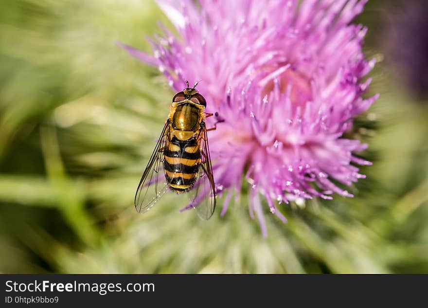 Honey Bee, Bee, Thistle, Insect