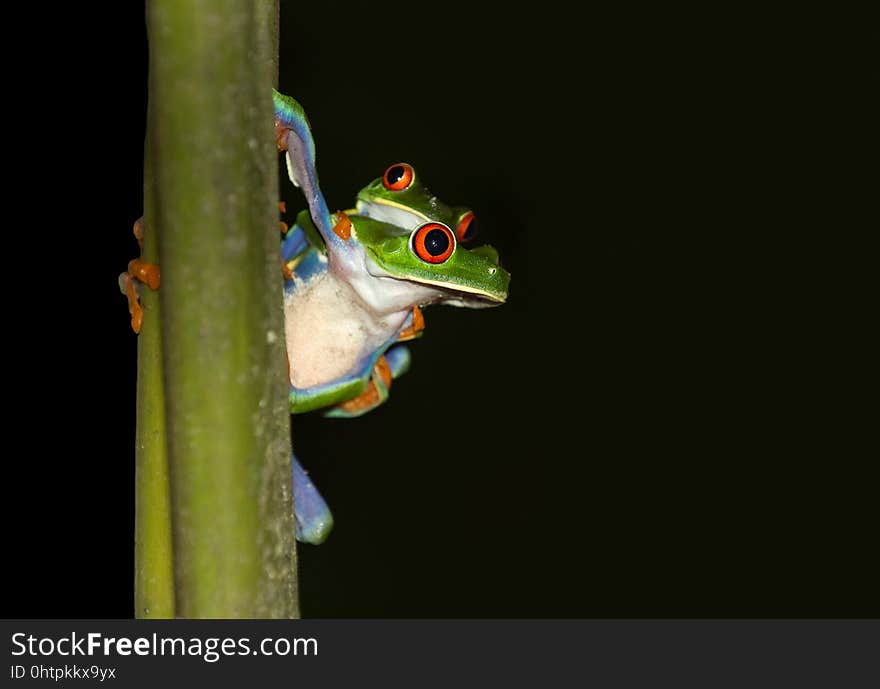 Tree Frog, Amphibian, Frog, Fauna