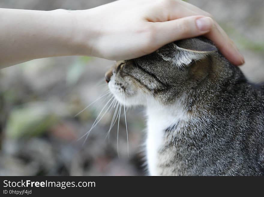 Cat, Mammal, Whiskers, Small To Medium Sized Cats