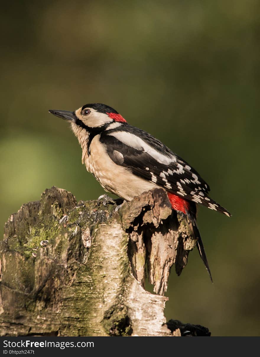 Bird, Woodpecker, Fauna, Beak