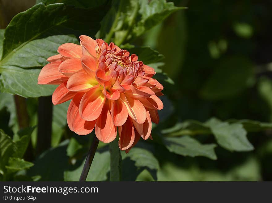 Flower, Plant, Flowering Plant, Flora