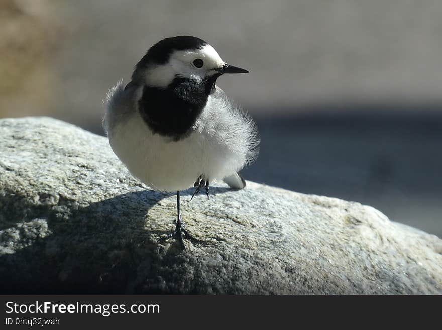 Bird, Beak, Fauna, Cinclidae