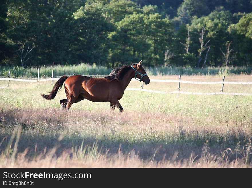 Horse, Pasture, Mare, Stallion