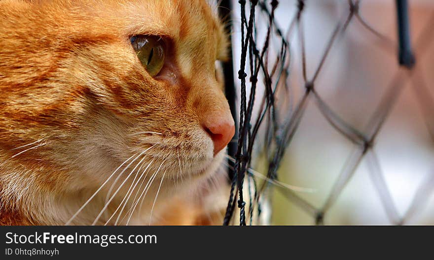 Cat, Whiskers, Small To Medium Sized Cats, Nose