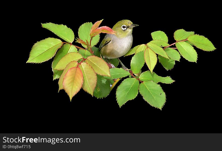 Bird, Leaf, Beak, Branch