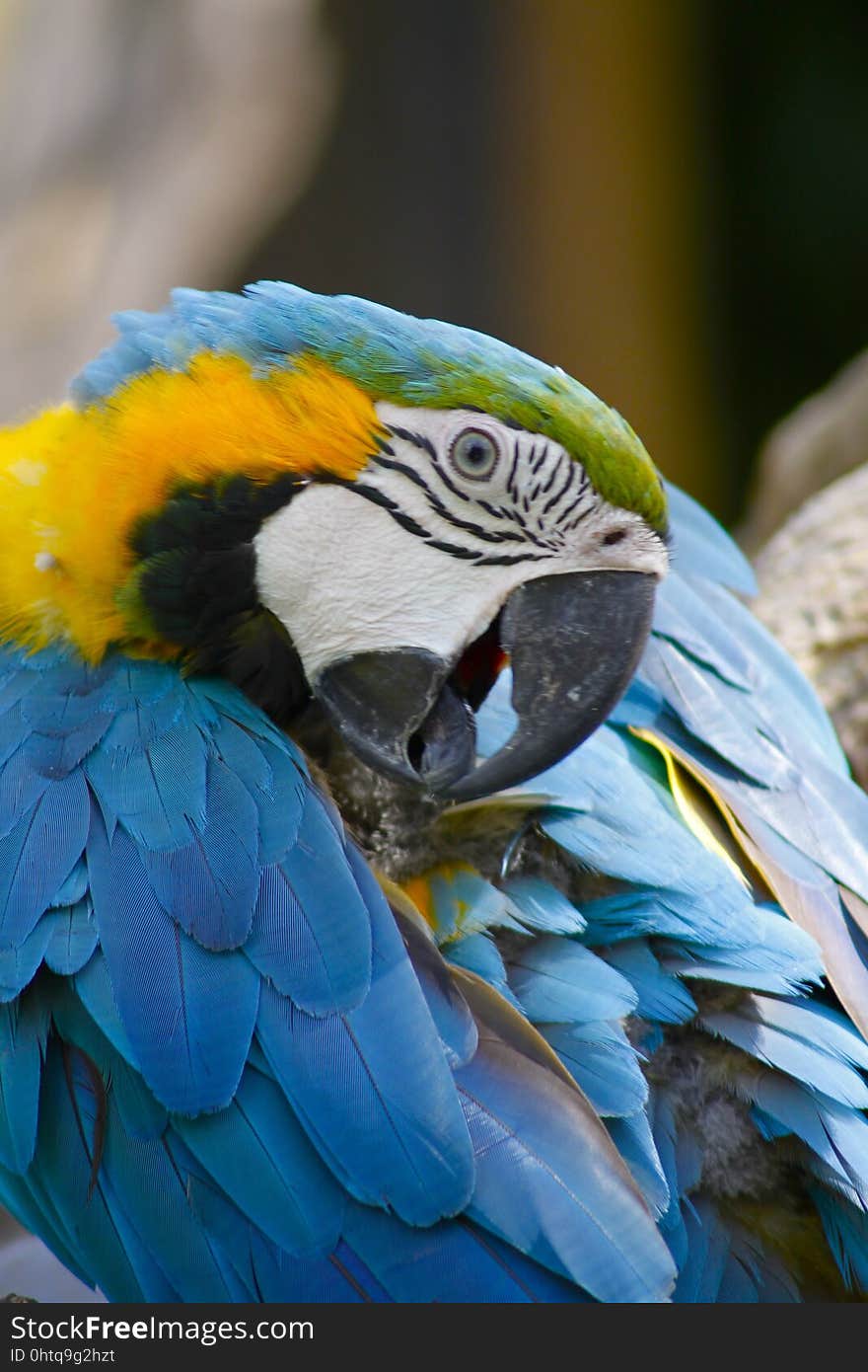 Bird, Beak, Macaw, Parrot