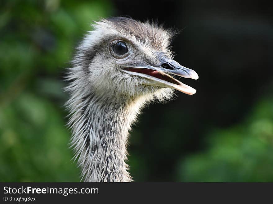 Bird, Ostrich, Beak, Ratite