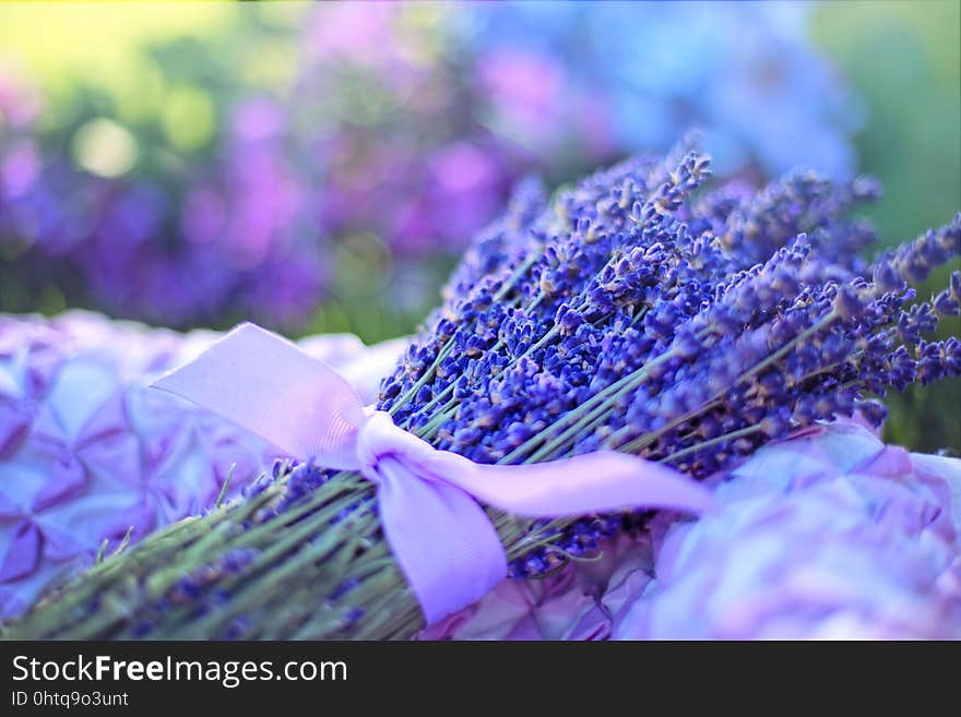 Blue, Flower, Purple, Lavender