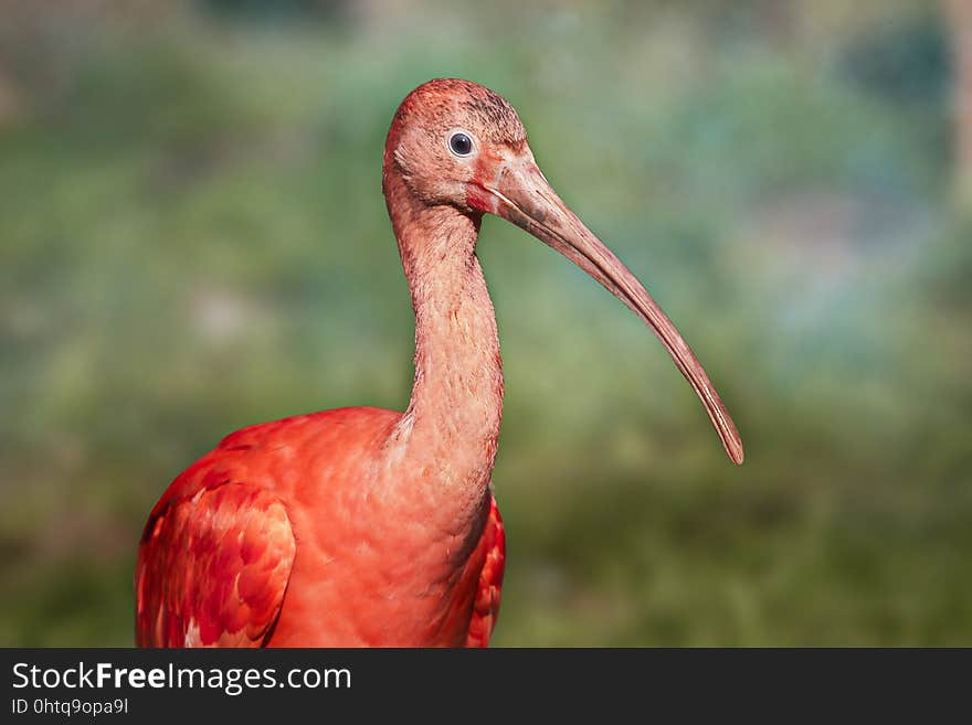 Bird, Ibis, Beak, Close Up