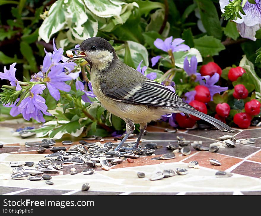 Bird, Fauna, Flora, Beak