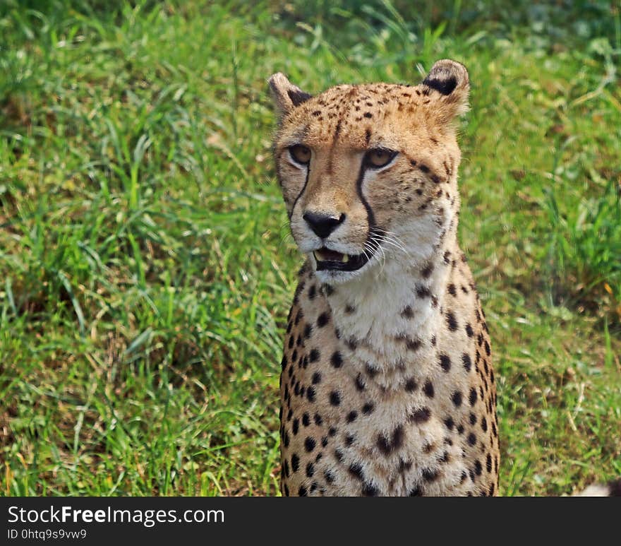 Cheetah, Terrestrial Animal, Wildlife, Mammal