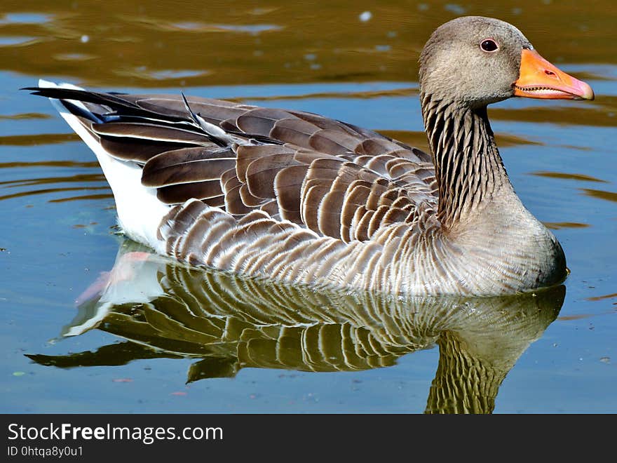 Bird, Water, Water Bird, Duck