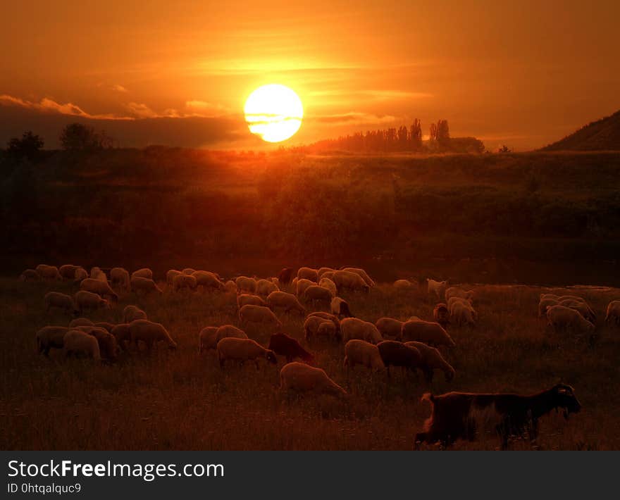 Ecosystem, Sky, Herd, Sunrise