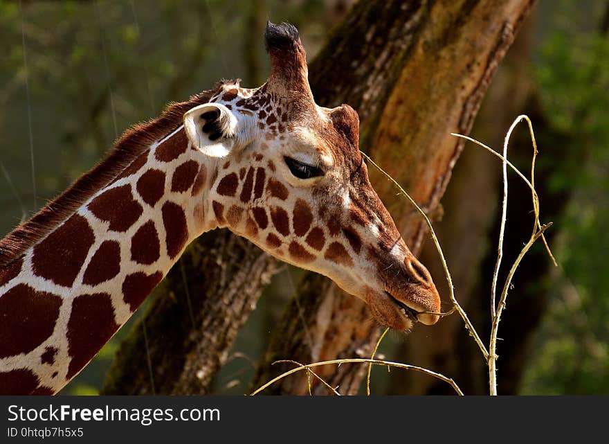 Terrestrial Animal, Giraffe, Wildlife, Giraffidae