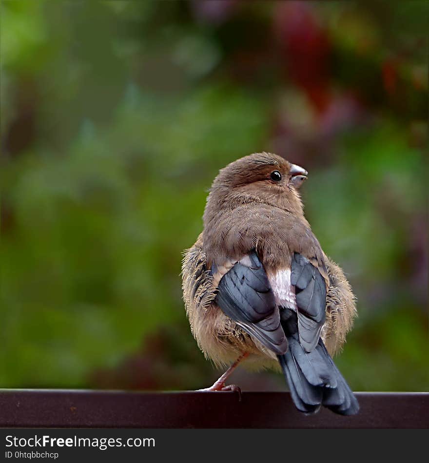 Bird, Fauna, Beak, Sparrow