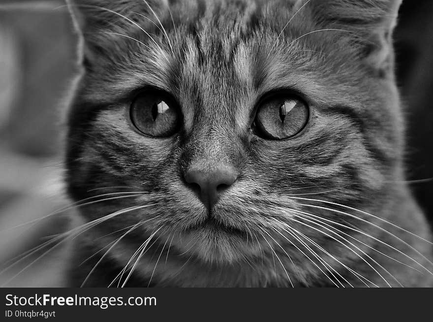 Cat, Whiskers, Face, Black And White