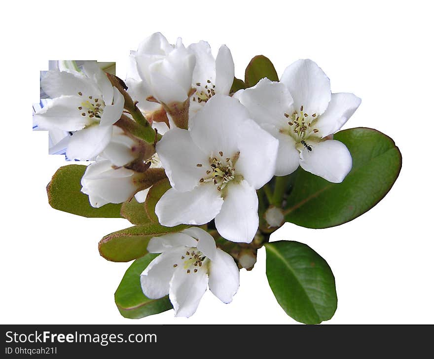 Flower, Blossom, Branch, Spring