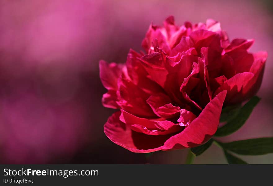 Flower, Flowering Plant, Pink, Peony