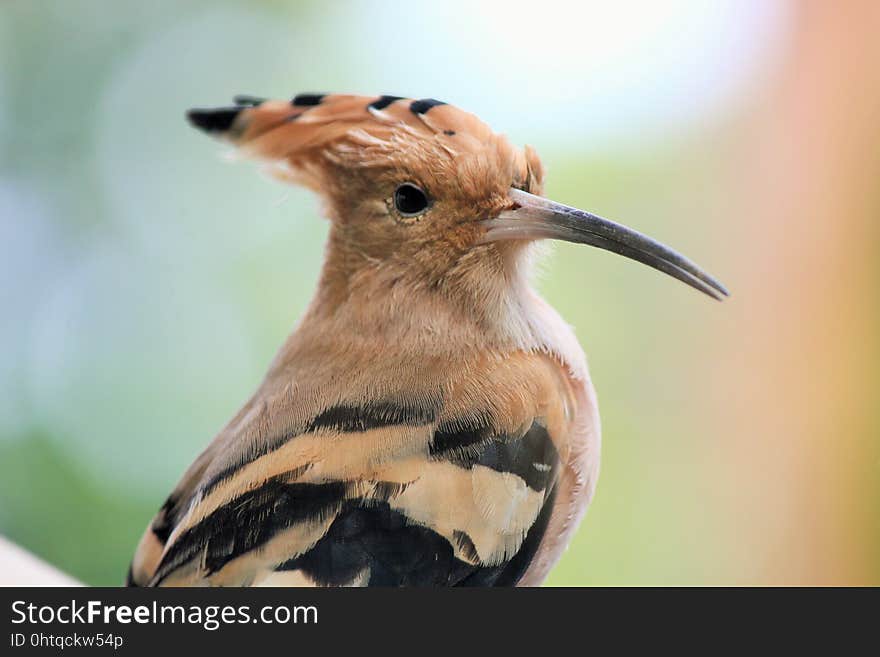 Bird, Beak, Fauna, Wildlife