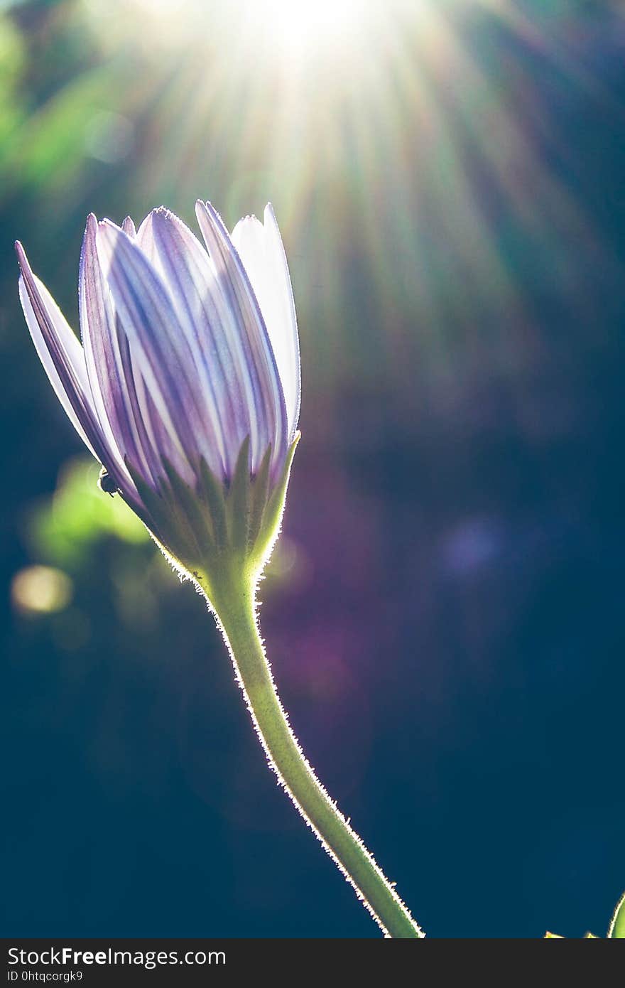 Flower, Close Up, Sky, Plant