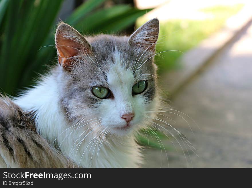 Cat, Whiskers, Fauna, Small To Medium Sized Cats