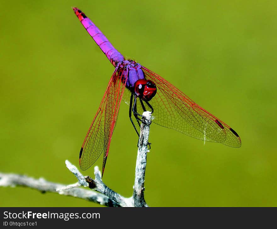 Dragonfly, Insect, Dragonflies And Damseflies, Damselfly