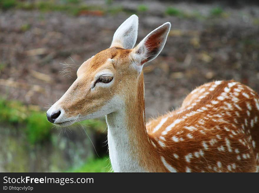 Wildlife, Terrestrial Animal, Fauna, Deer