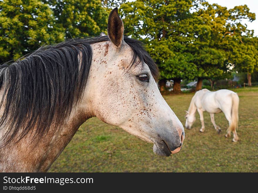 Horse, Mane, Horse Like Mammal, Mare