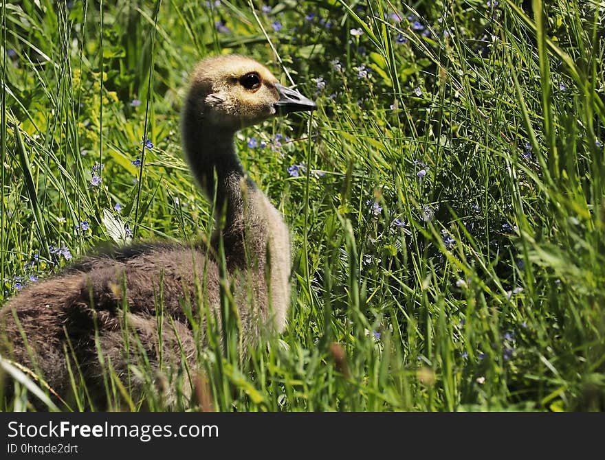 Bird, Ecosystem, Fauna, Nature Reserve