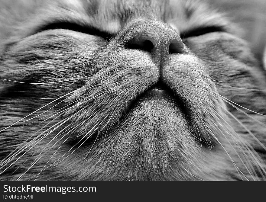 Cat, Whiskers, Black And White, Black