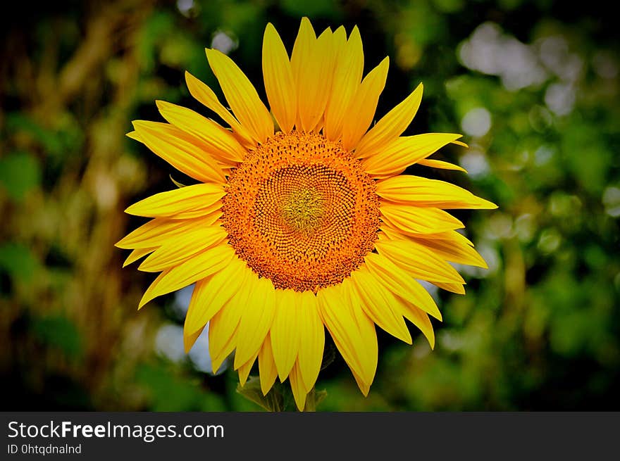 Flower, Sunflower, Yellow, Flora