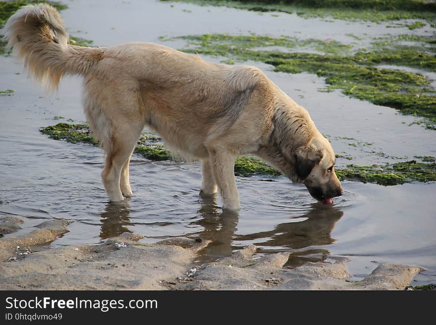 Dog, Dog Breed, Dog Like Mammal, Dog Breed Group