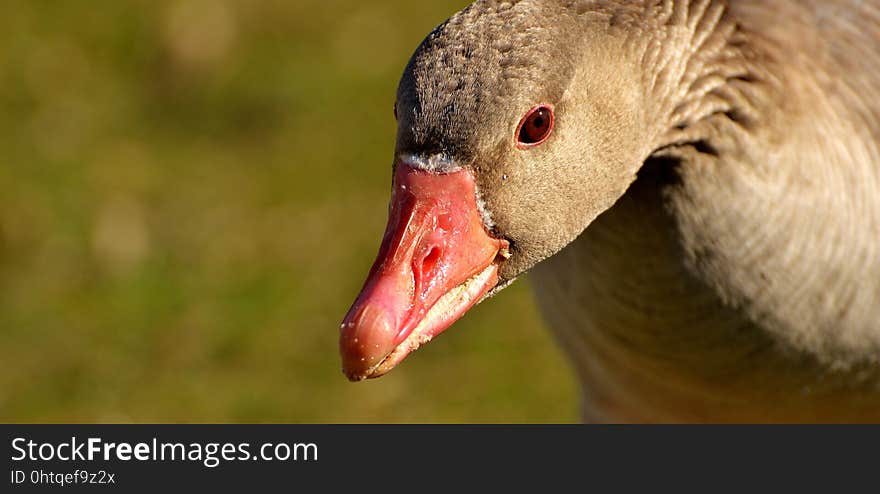 Beak, Bird, Fauna, Water Bird