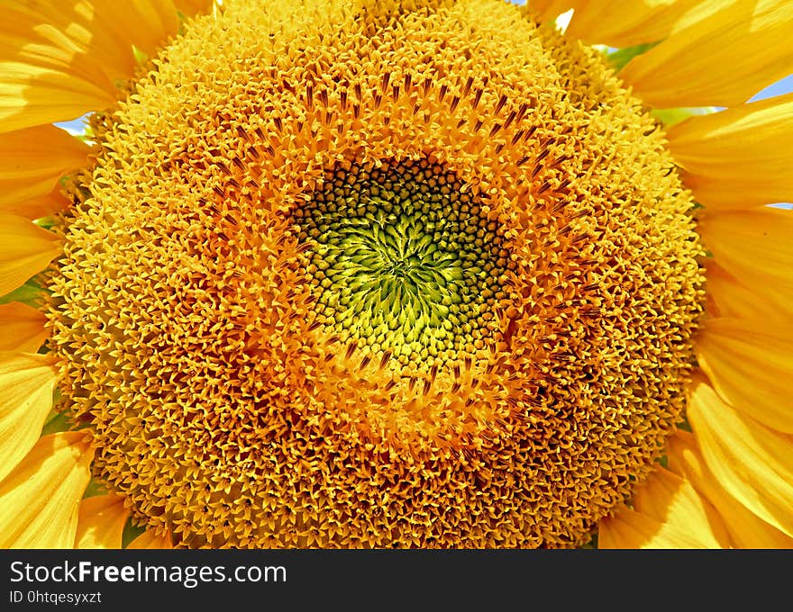 Sunflower, Flower, Yellow, Sunflower Seed