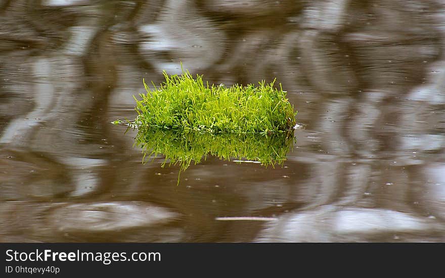 Water, Vegetation, Reflection, Bank