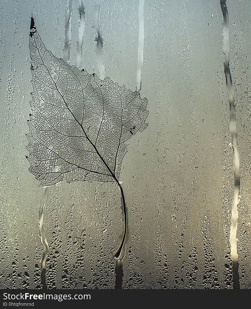 Water, Tree, Texture, Branch