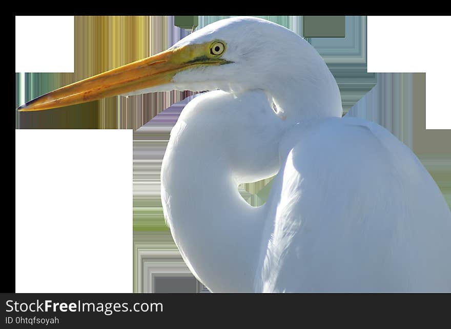 Beak, Bird, Fauna, Egret