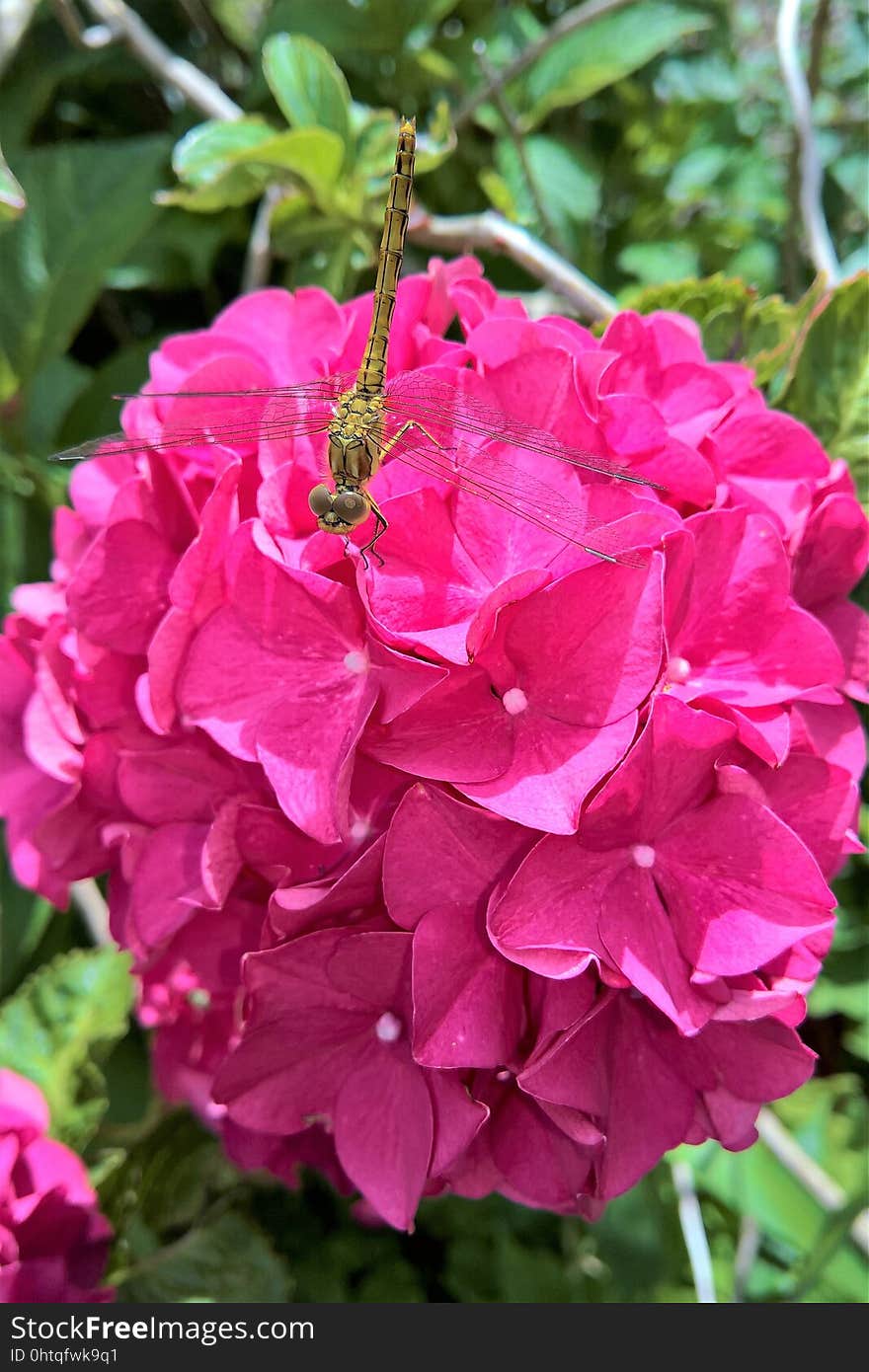 Flower, Pink, Plant, Floribunda