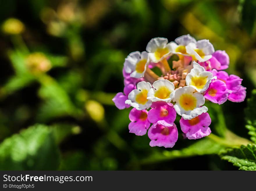 Flower, Flowering Plant, Lantana Camara, Flora